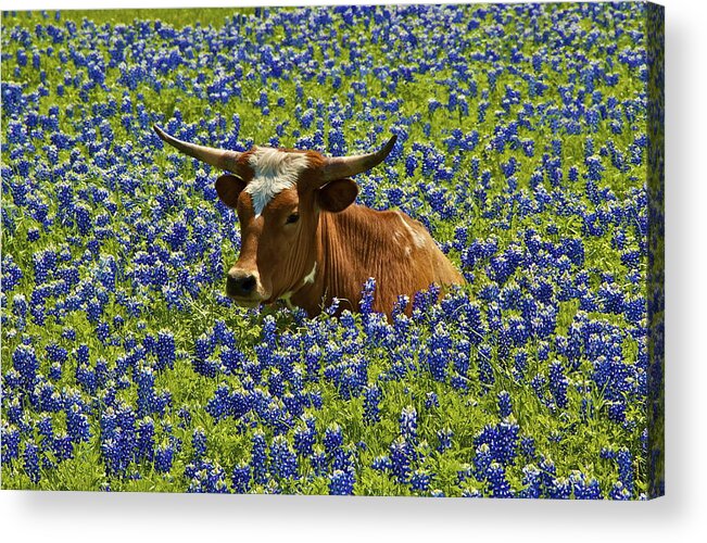 Texas Acrylic Print featuring the photograph Texas Longhorn by John Babis