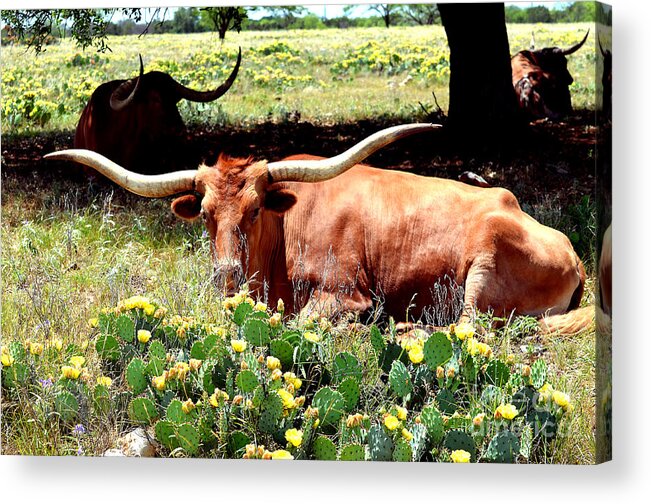 Linda Cox Acrylic Print featuring the photograph Texas Longhorns 2 by Linda Cox