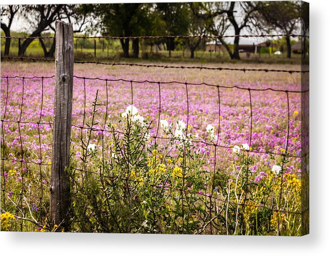 Melinda Ledsome Acrylic Print featuring the photograph Texas Roadside Wildflowers 678 by Melinda Ledsome
