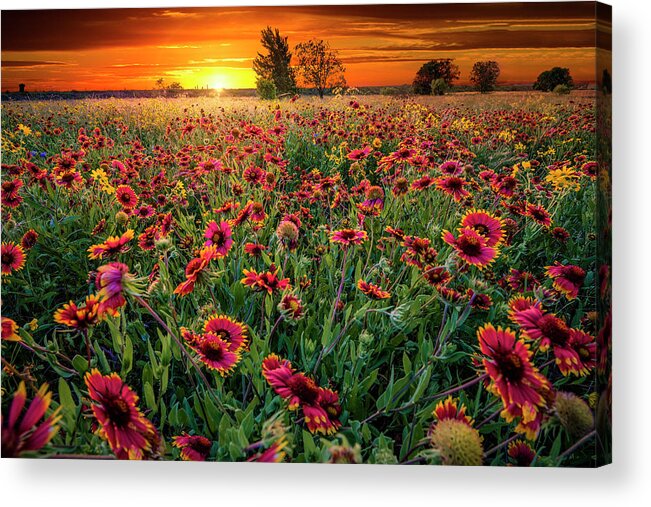 Tranquility Acrylic Print featuring the photograph Texas Wildflowers At Sunrise by Dean Fikar