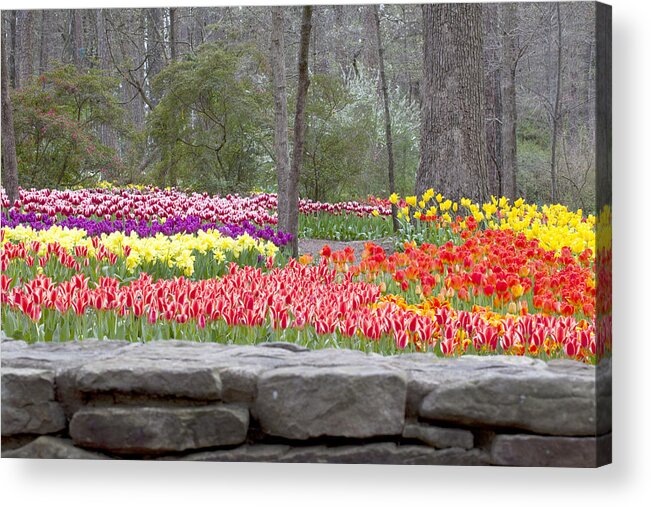 Red Acrylic Print featuring the photograph The Abundance of Spring by Robert Camp