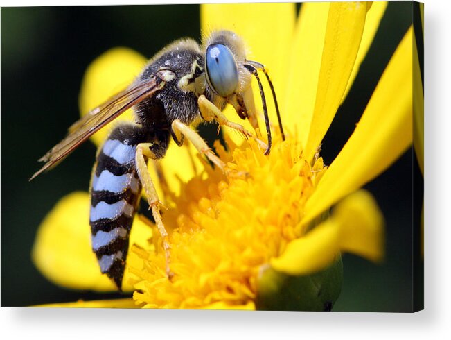 Macro Acrylic Print featuring the photograph The alien has landed by Nathan Rupert