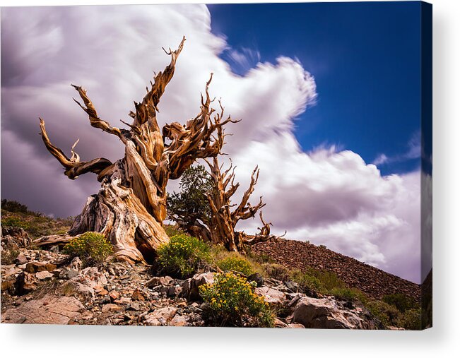 Ancient Acrylic Print featuring the photograph The Ancient ones by Tassanee Angiolillo