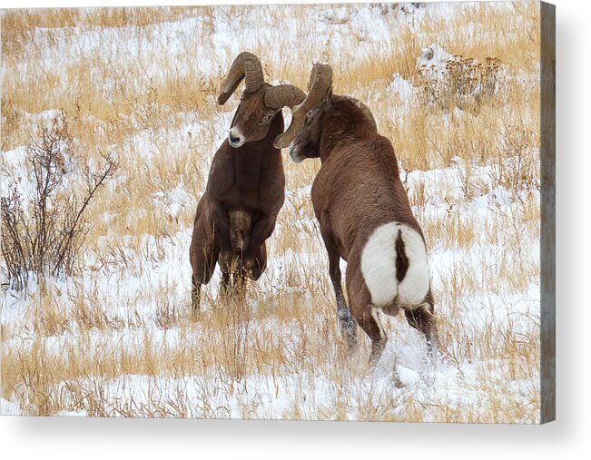 Bighorn Sheep Acrylic Print featuring the photograph The Battle for Dominance by Jim Garrison