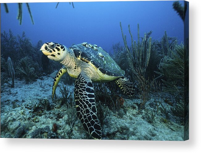 Angle Acrylic Print featuring the photograph The Beauty Hawksbill by Sandra Edwards