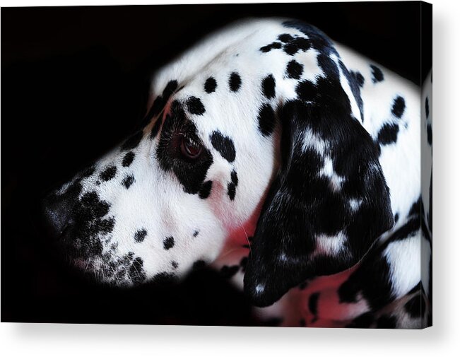 Dalmation Acrylic Print featuring the photograph The Beauty of Black and White. Kokkie by Jenny Rainbow