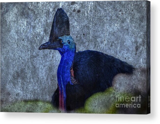 Cassowary Acrylic Print featuring the photograph The Bishop V2 by Douglas Barnard