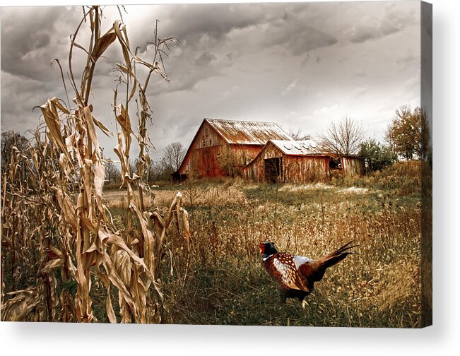Small Farm Acrylic Print featuring the photograph The Blast off underfoot by Randall Branham