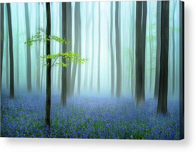 Forest Acrylic Print featuring the photograph The Blue Forest ........ by Piet Haaksma
