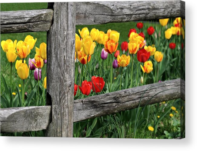 Tulips Acrylic Print featuring the photograph The Brighter Side by Diana Angstadt