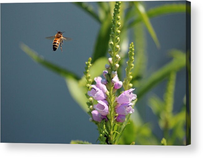 Bee Acrylic Print featuring the photograph The Buzz by Jackson Pearson