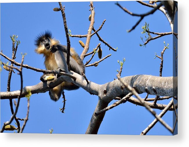 Capped Langur Acrylic Print featuring the photograph The Capped One by Fotosas Photography