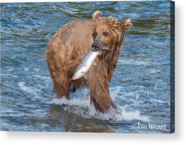Alaska Acrylic Print featuring the photograph The Catch by Joan Wallner