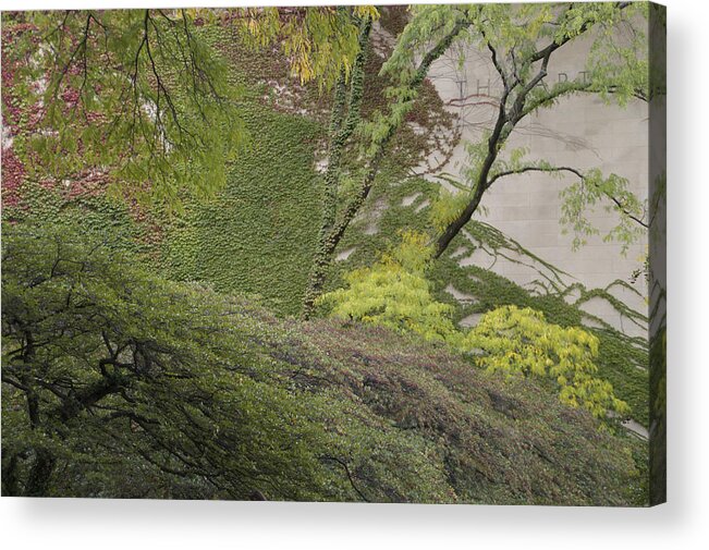 Chicago Acrylic Print featuring the photograph The Chicago Art Institute Wall Vines by Thomas Woolworth