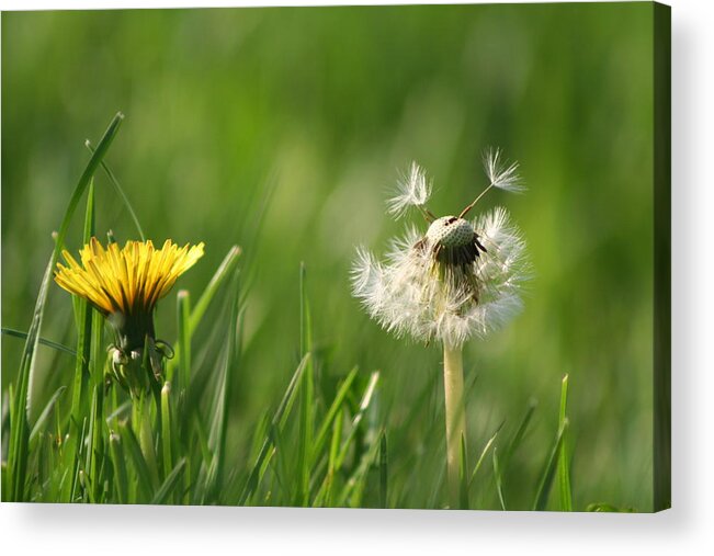 Dandelion Acrylic Print featuring the photograph A Weed or A Wish Dandelion by Valerie Collins