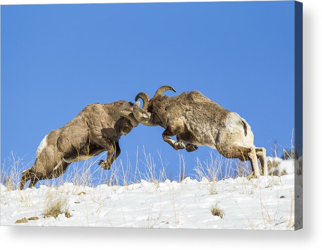 Wyoming Acrylic Print featuring the photograph The Clash by D Robert Franz