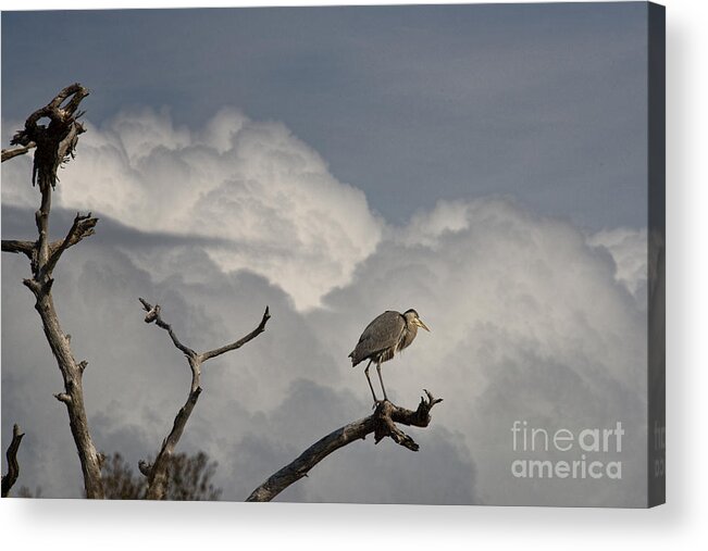Crane Acrylic Print featuring the photograph The Crane The Clouds and The Dead Tree by David Arment
