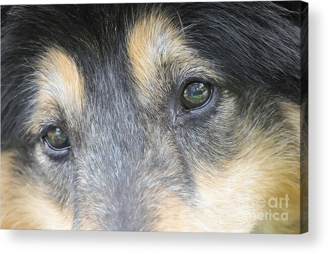 Dog Acrylic Print featuring the photograph The Eyes Have It by Peter Kneen