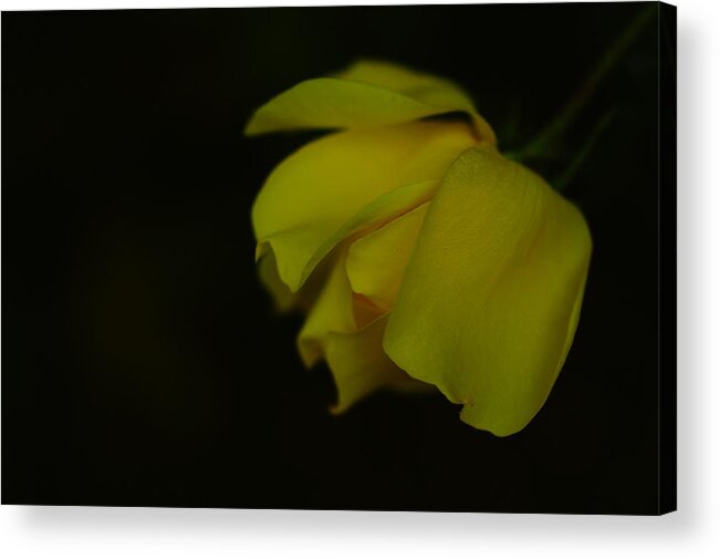 Flower Acrylic Print featuring the photograph The final bloom by Jeff Swan