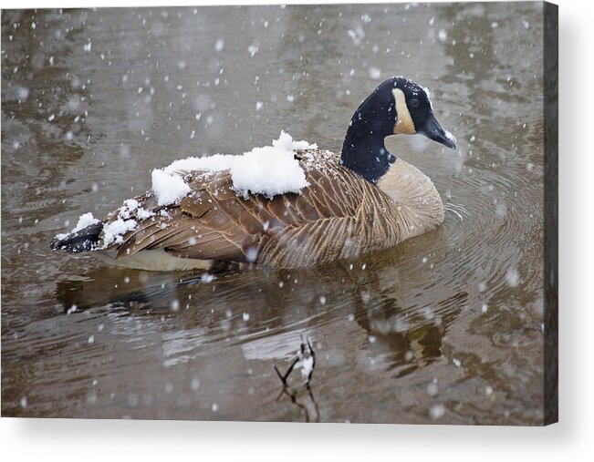 Canadian Acrylic Print featuring the photograph The Flurry Collector by Betsy Knapp