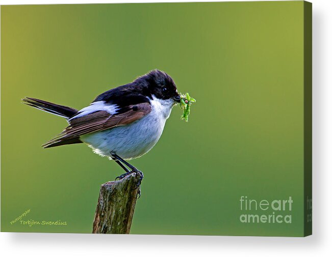 Flycatcher Acrylic Print featuring the photograph The Flycatcher by Torbjorn Swenelius