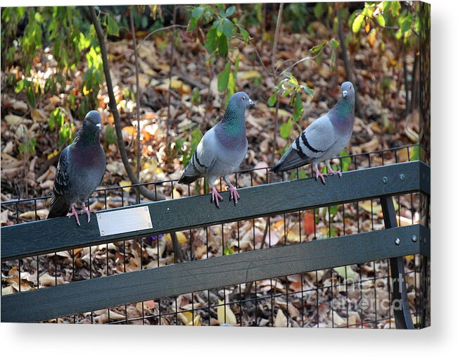 Birds Acrylic Print featuring the photograph The Gals Chat While Harry Sulks by Rory Siegel