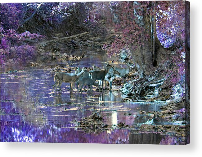 Herd Acrylic Print featuring the photograph The Gathering by Lorna Rose Marie Mills DBA Lorna Rogers Photography