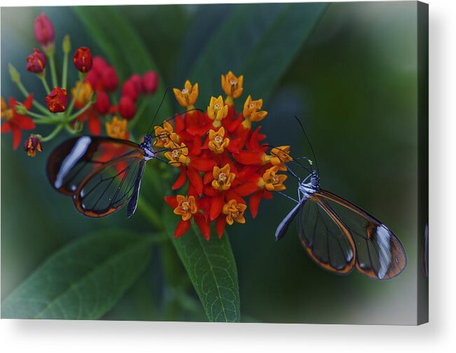 Butterfly Acrylic Print featuring the photograph The Glasswinged Butterfly by Maj Seda