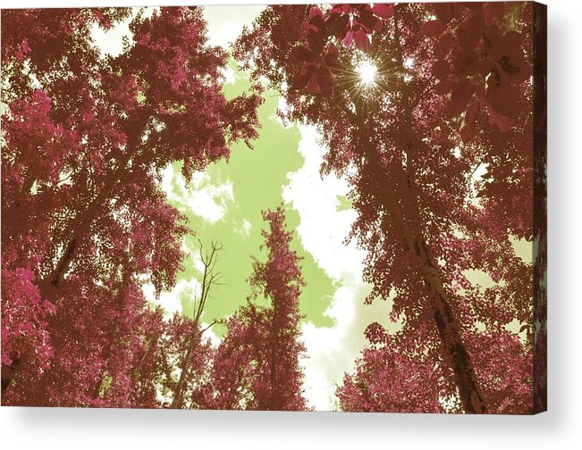 Pink Trees Acrylic Print featuring the photograph The Glimpse Sublime by Laureen Murtha Menzl