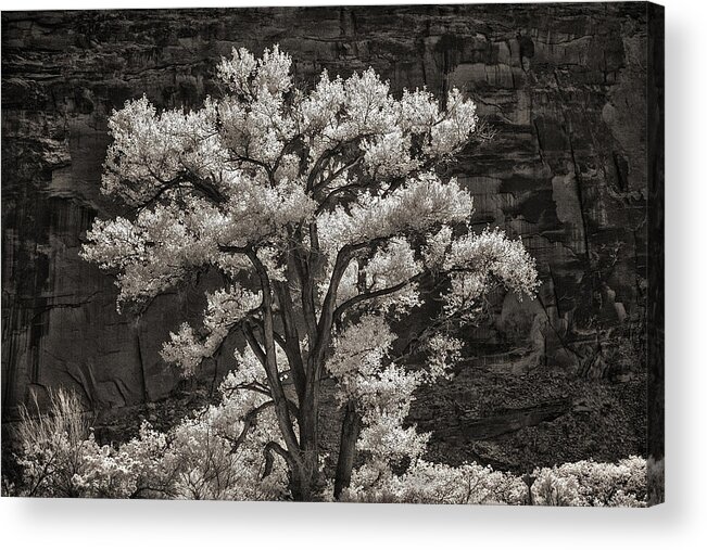 Moab Acrylic Print featuring the photograph The Glow Tree by Steve White