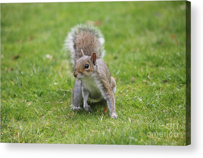 Squirrel Acrylic Print featuring the photograph The Gray Squirrel by David Grant