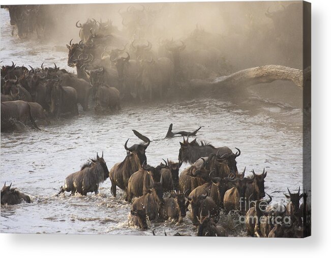 Mara River Crossing Acrylic Print featuring the photograph The Great Migration by Chris Scroggins