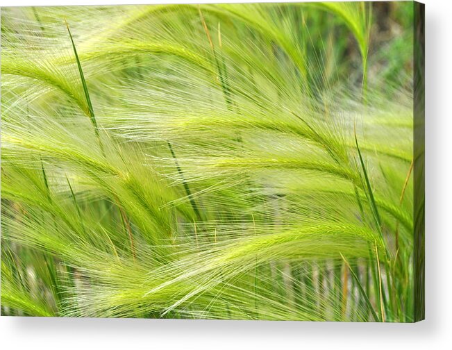 Green Acrylic Print featuring the photograph The Green Grass of Home by Lisa Holland-Gillem