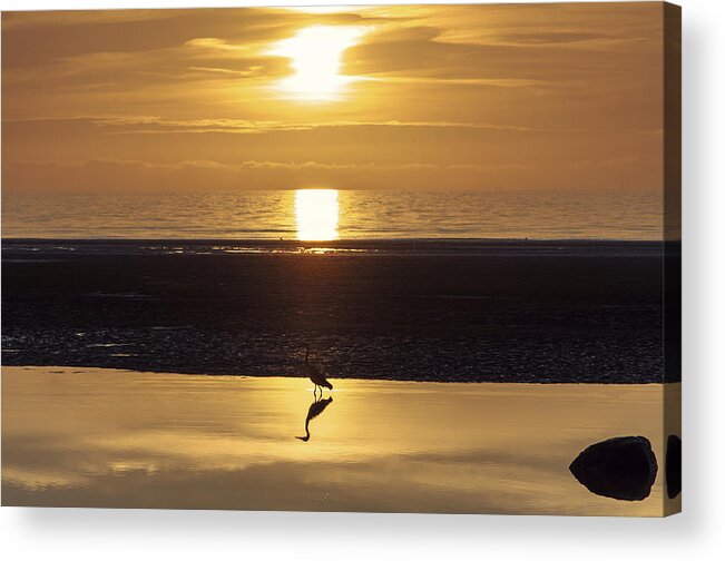 Beach Acrylic Print featuring the photograph The heron by Nick Barkworth