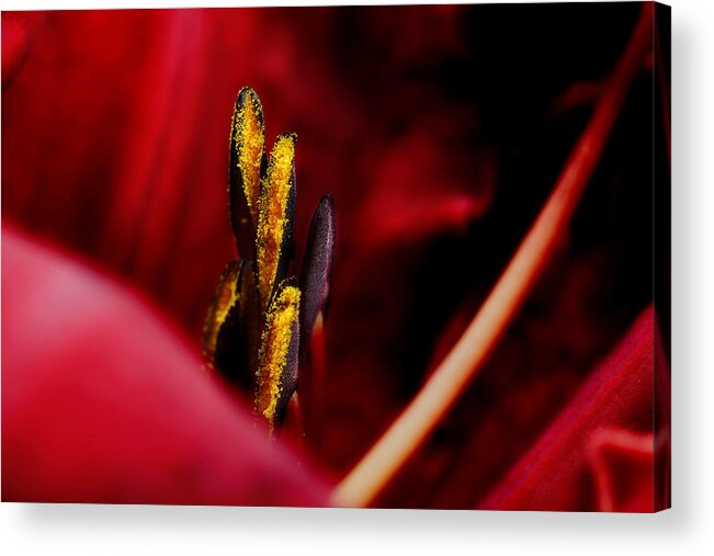 Scarlet Colored Lily Acrylic Print featuring the photograph The Insiders by Michael Eingle