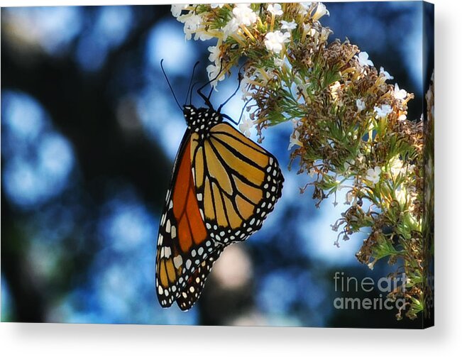 Butterfly Acrylic Print featuring the photograph The Last Monarch of the Season by Elaine Manley