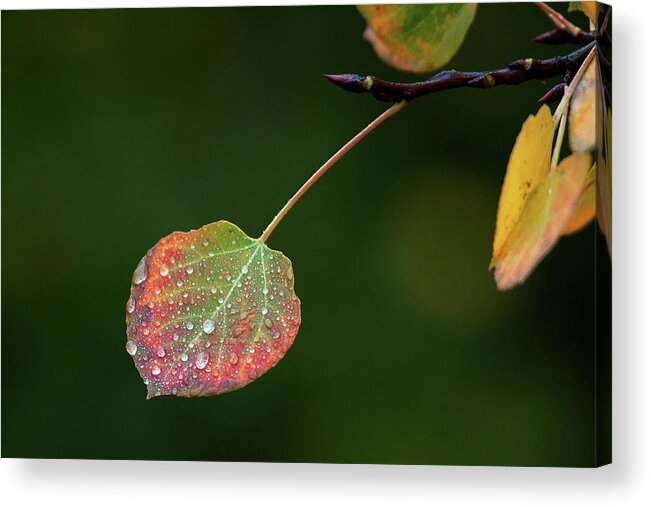 Autumn Acrylic Print featuring the photograph The Latter Rain by Jim Garrison