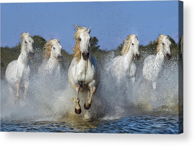 Animal Acrylic Print featuring the photograph The Leader by Xavier Ortega