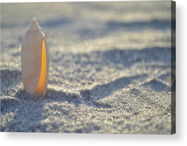 Seashell Acrylic Print featuring the photograph The Lettered Olive by Melanie Moraga