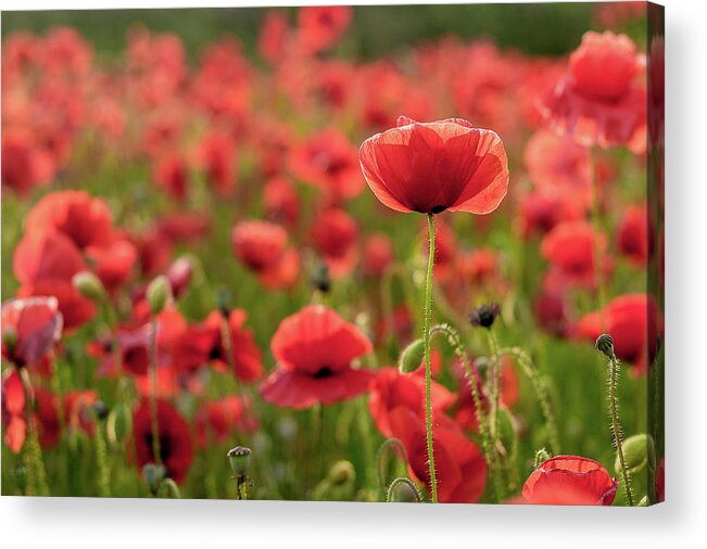 Poppy Acrylic Print featuring the photograph The Light Behind by Kristin Gray