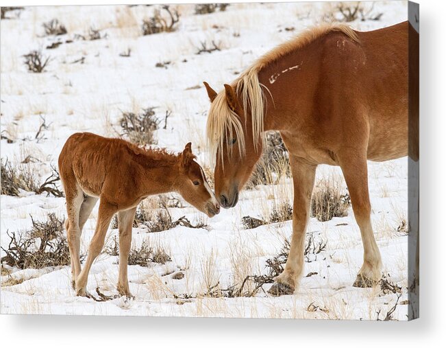 Mare Acrylic Print featuring the photograph The Little One by Sandy Sisti