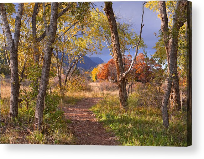 Forests Acrylic Print featuring the photograph The Lure Of The Lonely Pathway by Tim Reaves
