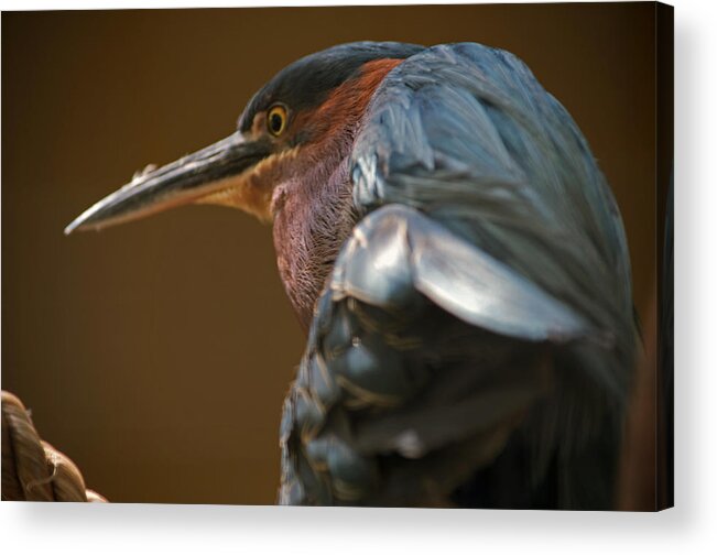 Bird Acrylic Print featuring the photograph The mad Guy by Lily K