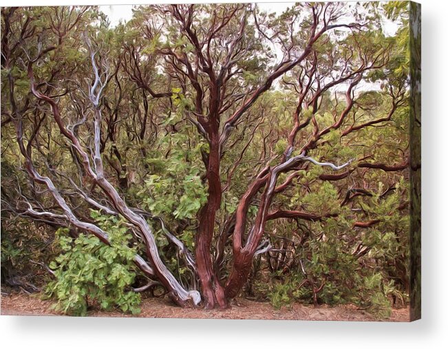 Tree Acrylic Print featuring the photograph The Manzanita Tree by Heidi Smith