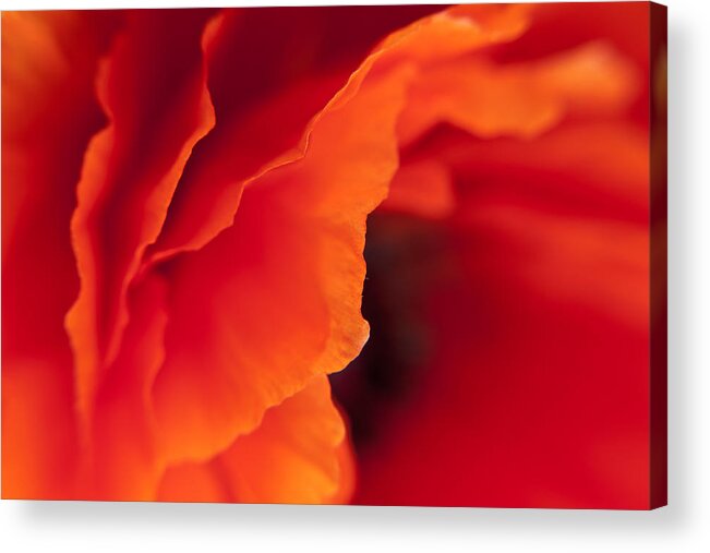 Flowers Acrylic Print featuring the photograph The Memories They Linger by Craig Szymanski