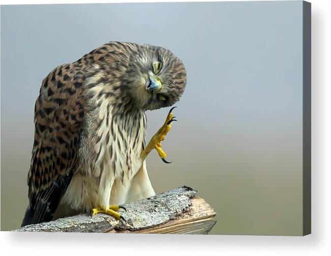Kestrel Acrylic Print featuring the photograph The Monday morning Kestrel... by Torbjorn Swenelius