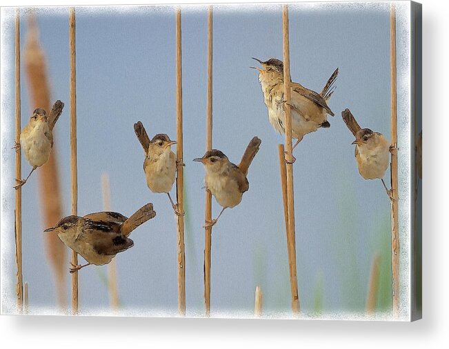 Marsh Acrylic Print featuring the photograph The Music Of The Marsh Wrens by Constantine Gregory