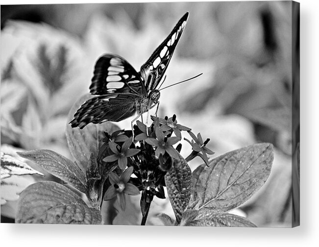 Butterfly Acrylic Print featuring the photograph The Nature of Black and White by David Earl Johnson