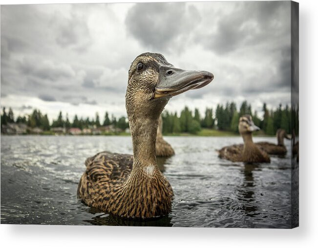 Animal Themes Acrylic Print featuring the photograph The Optimistic Duck by James Lesemann