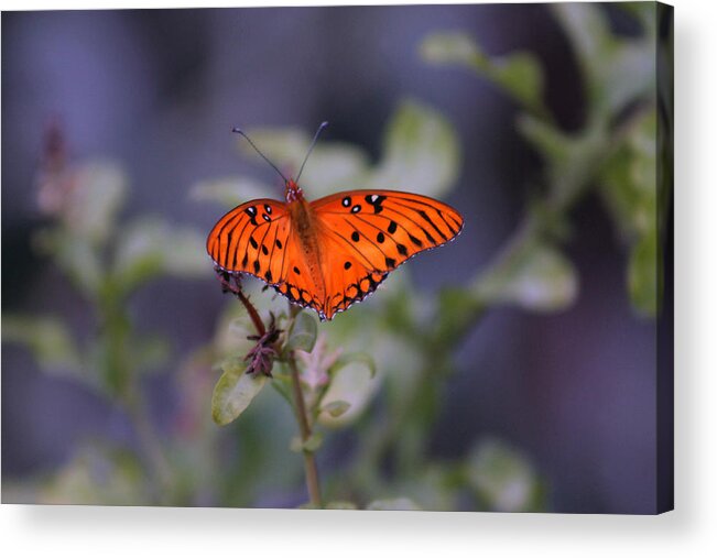 Butterfly Acrylic Print featuring the photograph The orange wings by Lily K